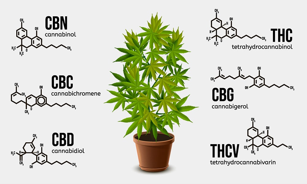 What Are Cannabinoids? - The Buddha Company