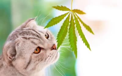 Find Dispensary Products For Pets
