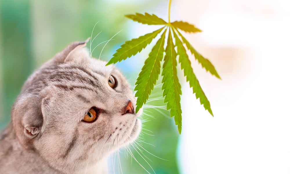 Find Dispensary Products For Pets