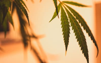 The Hemp Plant vs Cannabis