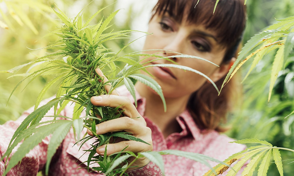 Women In Cannabis And Their Impact