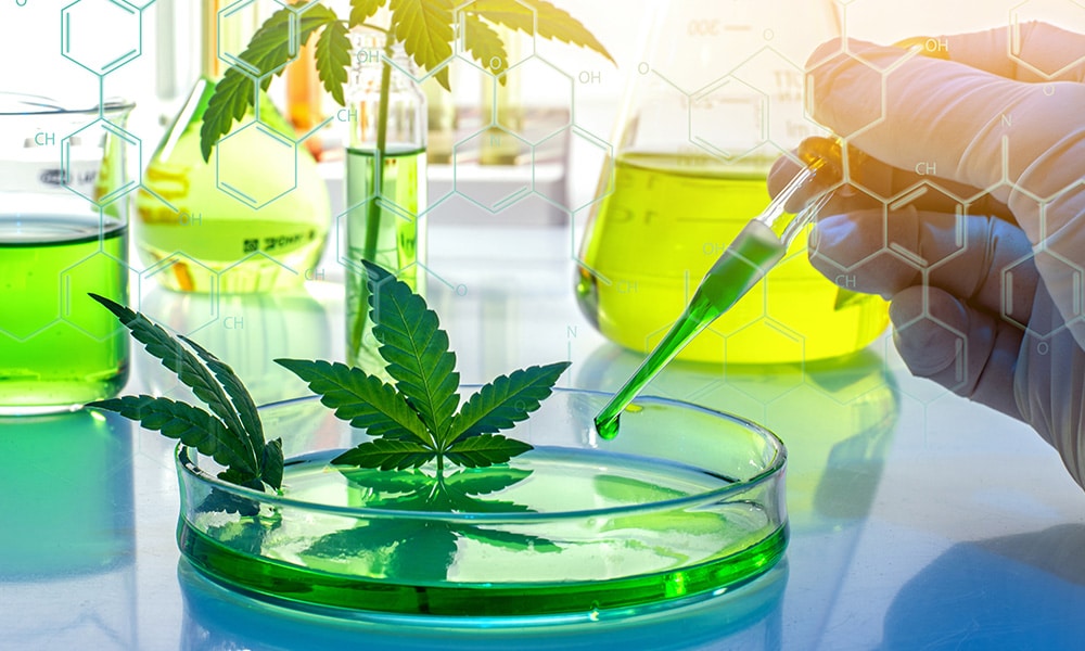 Cannabinoid Research And Development Latest Findings